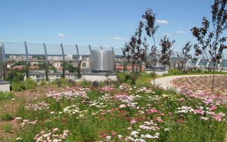 Roof garden with pink yarrow